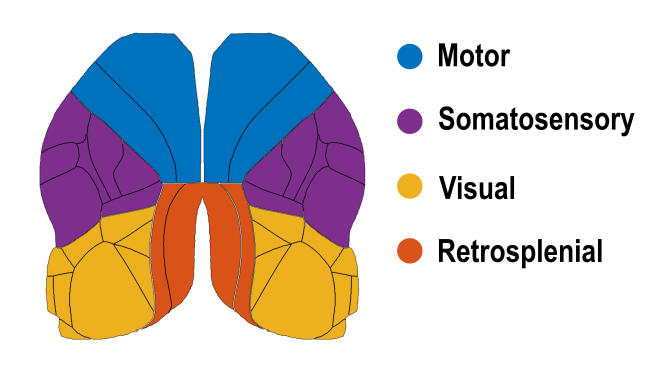 Cortical functional connectivity during behavior