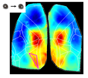 Eye Move Map Cortical Dynamics during behavior