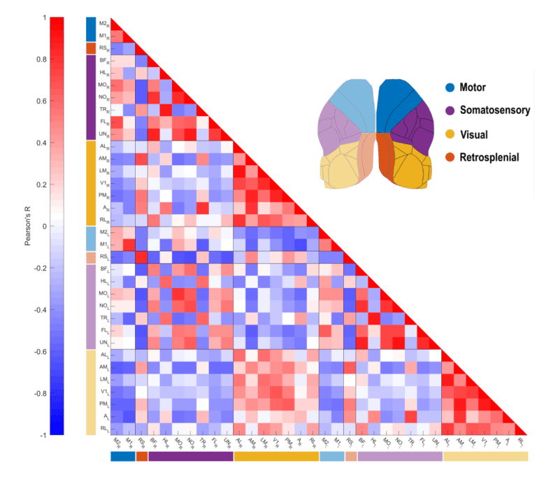Cortical functional connectivity during behavior